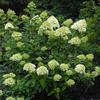 Limelight Hydrangea-
Lime green blooms that fade to pink from summer into fall.
Grows 5 to 6' tall.
Full sun to light shade.