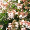 Glossy Abelia-
Semi evergreen shrub that grows 4 to 6 ' tall.
Glossy leaves with burgundy tinge.
White blooms summer into fall.
Best in full sun to part shade.