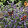 Blue Chip Butterfly Bush-
Dwarf variety that only grows to 30".
Blue/purple blooms summer into fall.
Plant in full sun.
