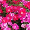 Knockout Roses-
Disease resistant variety that is everblooming summer into fall.
Comes in red, pink, yellow, white or rainbow.
Grows 4' tall.
Plant in full sun.

