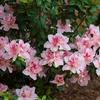 Encore Azaleas-
New everblooming variety that comes in a array of colors from white to dark orange.
Evergreen that grows to 3'.
Sun to part shade.