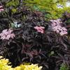 Black Beauty Sambucus-
Deciduous shrub that grows 8 to 12' tall.
Dark black lacey leaves.
Massive pink blooms in summer.
Full sun to part shade.
Deer resistant.