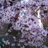 Thundercloud Plum-
Small tree that has burgundy foliage spring to fall and pale pink blooms early spring.
Grows to 18'.
