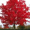 October Glory Maple-
Large growing shade tree that grows to 60'.
Red fall color.
Plant in full sun with room to grow.