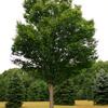 Zelkova-
Large growing tree that has a V shape that makes a great street tree.
Grows 40 to 60'.
Plant in sun.

