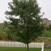 Skyline Honeylocust-
Medium growing tree that produces light shade.
Grows 30 to 40' tall.
Yellow fall color.