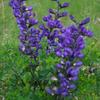 Indigo Blue Baptisia-
(Blue False Indigo)
Rich lilac blue flowers in late spring.
Grows up to 36" tall.
Best in full sun to part shade.
Great for cutting.
Deer resistant.