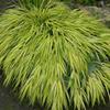 Aureola Japanese Forest Grass ( Hakonechloa) -
Slow creeping grass with bright golden yellow variegated foliage that grows to 18" tall.
Full sun to light shade.
Deer resistant.


