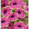 Wave Petunias-
One of the most popular annuals avaliable in a huge variety of colors.
Great for pots or in the garden.
They trail and become very bushey making them the perfect flower.
Best in full sun with moist, not wet soil.

