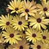 Osteospermum-
large daisy like blooms 2-3" across.
Avaliable in many colors.
Does better in cooler temps.
Great for pots  or beds.
Best in full sun.
Drought tolerant.