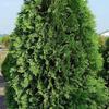 Dark American Arborvitae- 
Grows to 15', can easily be kept pruned to any size.
Plant in full sun or part shade.