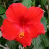 Hibiscus-
Tropical blooming plant that has large showy blooms all summer long.
Can be grown indoors.
Best in full sun with moist, not wet soil.
Jacks carries Hibiscus in a tree as well as a bush form.