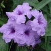 Mexican Petunia ( Ruellia) -
Easy to grow tropical annual that thrives in sunny drought like conditions.
Blooms all summer.
Plant in sun.