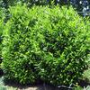 Skip laurel - Grows 8 to 10' tall, can easily be kept smaller.
White blooms in spring.
Plant in sun or part shade.
Great for a screen or living fence. 